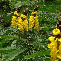 Senna didymobotrya (Fresen.) H.S.Irwin & Barneby